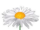 Daisy..spinning..